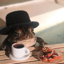 Toad Tea 2 Meme Template