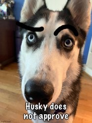Husky does not approve Meme Template