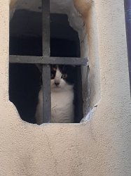 cat prisoner Meme Template