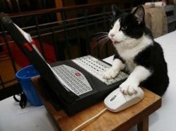 laptop gato at work Meme Template