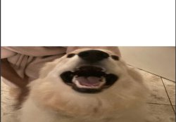Me when dog Meme Template