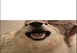 Dog Me When Meme Template