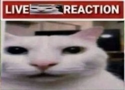 live cat reaction Meme Template