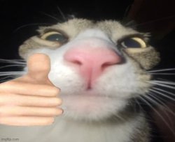 Thumbs up cat on FaceTime Meme Template