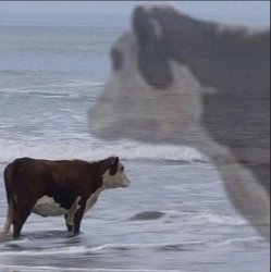 Sad Cow Meme Template