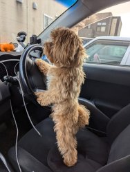 Driving Dog Meme Template