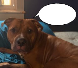 Norman Says 0001 Meme Template