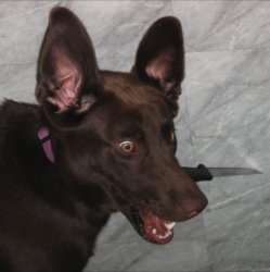 dog wif knief Meme Template