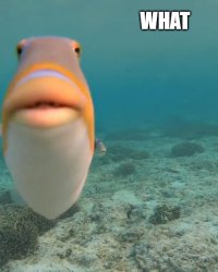 fish Meme Template