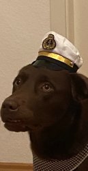 Concerned Captain Dog Meme Template