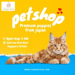 Teacup Puppies for Sale in Singapore - Small Breeds, Big Hearts Meme Template