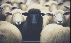 Black Sheep Meme Template