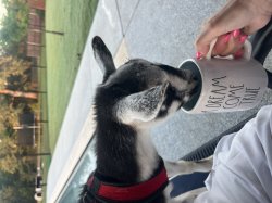 Goat coffee Meme Template