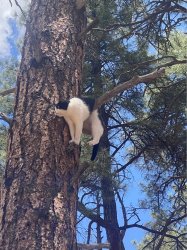 Cat stuck in tree Meme Template