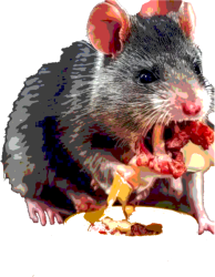 Rata comiendo carne Meme Template