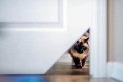 Cat hole Meme Template