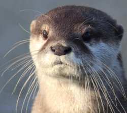 Otter Meme Template