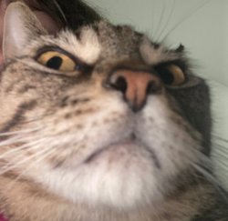 Disapproving Cat Meme Template