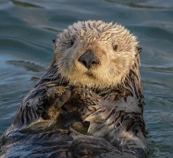 Otter Meme Template