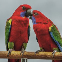 Two parrots perched Meme Template