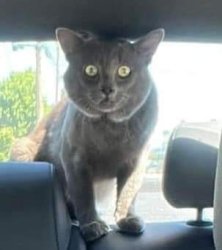 Cat in Backseat Meme Template
