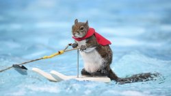 Skiing Squirrels 2024 Meme Template