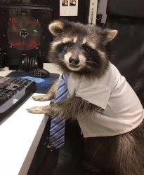 Working Raccoon Meme Template