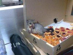 Bakery possum Meme Template