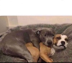 Dogs cuddling Meme Template