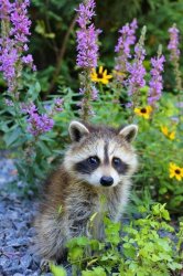 Raccoon with Wild Flowers Meme Template