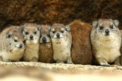 Hyrax Comparison Meme Template