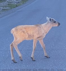 Baby Caribou Meme Template