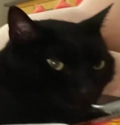 Silly Chapo Meme Template