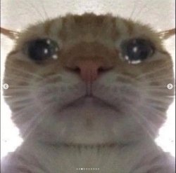 Cat cry Meme Template