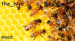 the hive template Meme Template