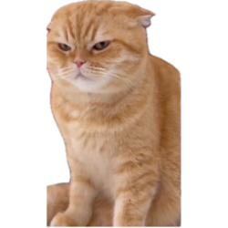 Cringe kitty memester Meme Template