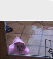 Rained On Dog Outside Meme Template