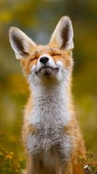 Relaxed fox Meme Template