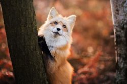 Thinking fox Meme Template