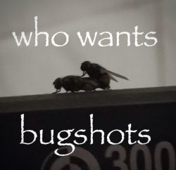 who wants bugshots Meme Template