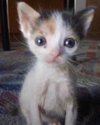 Kitten Cuteness Meme Template