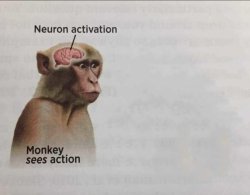 monkey neuron activation Meme Template