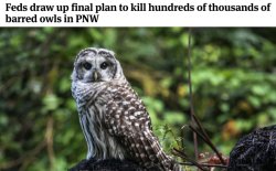 Barred Owl Culling Meme Template