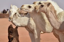 Camel beauty contest Meme Template