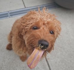 Puppy eating peanut butter? Meme Template