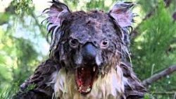 Drop Bear Meme Template