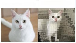 Before After Cat Meme Template