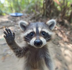 Baby raccoon hi Meme Template