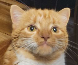 Wow Cat Meme Template