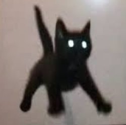 flying black cat Meme Template